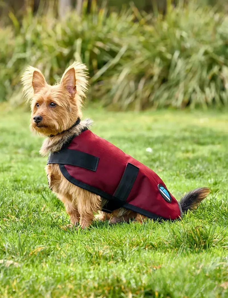 Weatherbeeta Comfitec Classic Waterproof Dog Coat Burgundy 60cm-1