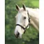Wessex Headcollar In Black