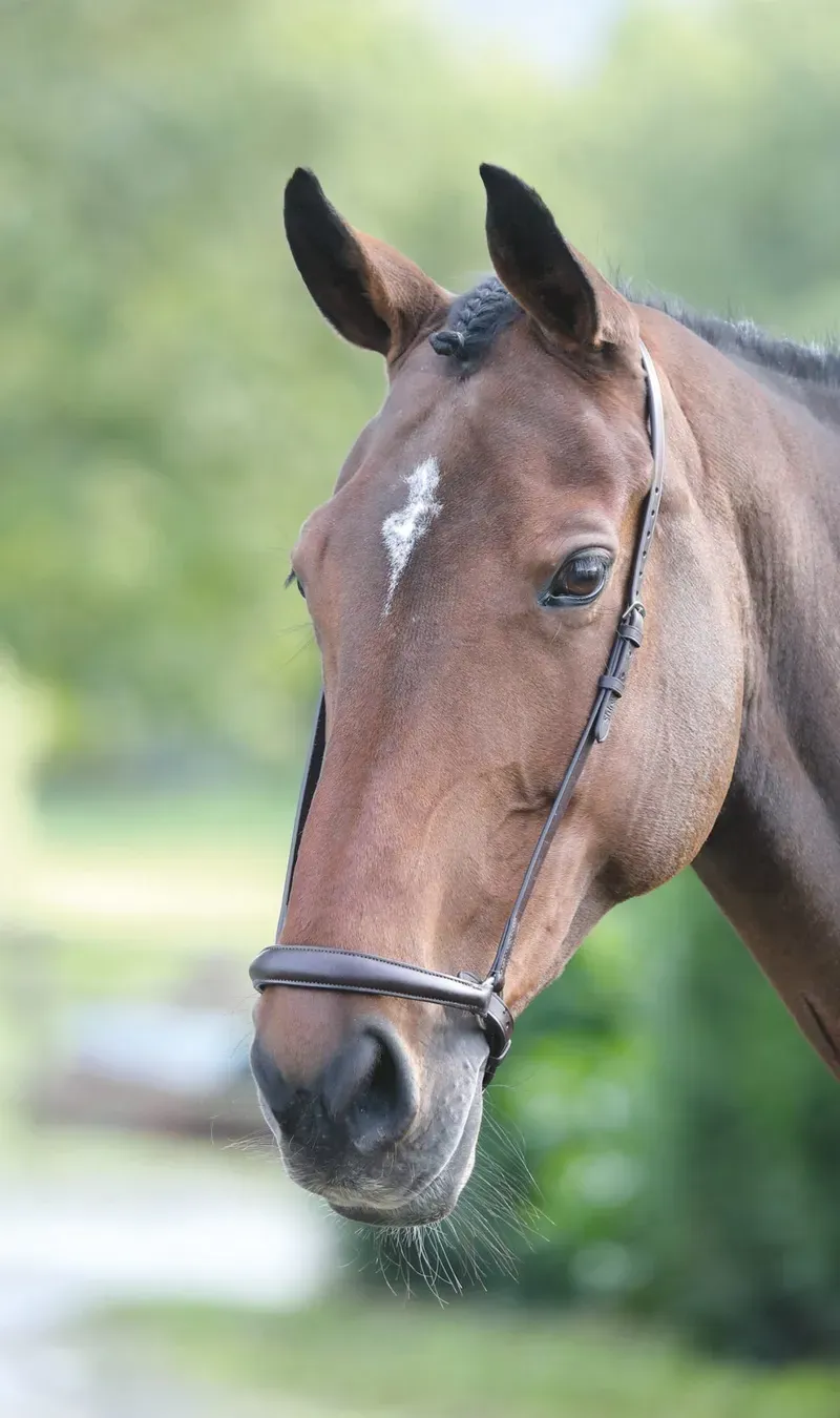 Velociti Blenheim Drop Noseband in Havana