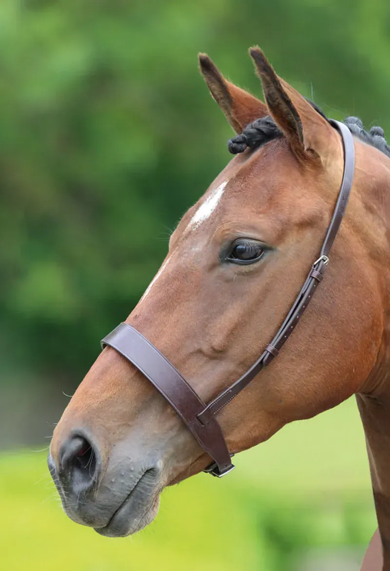 Blenheim Hunter Cavesson Noseband in Brown