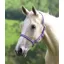 Wessex Headcollar In Purple