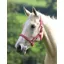 Wessex Headcollar In Red