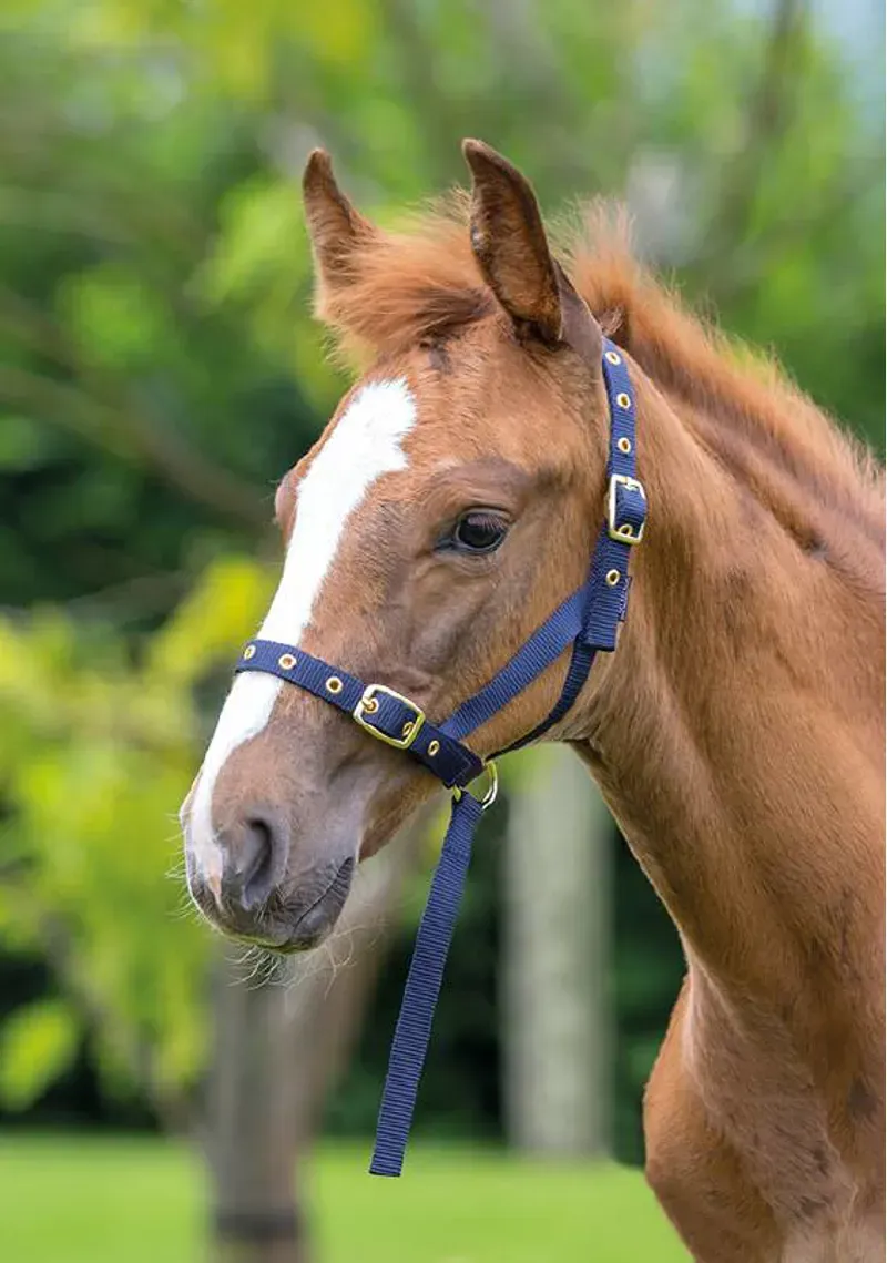 Shires Foal Slip In Blue