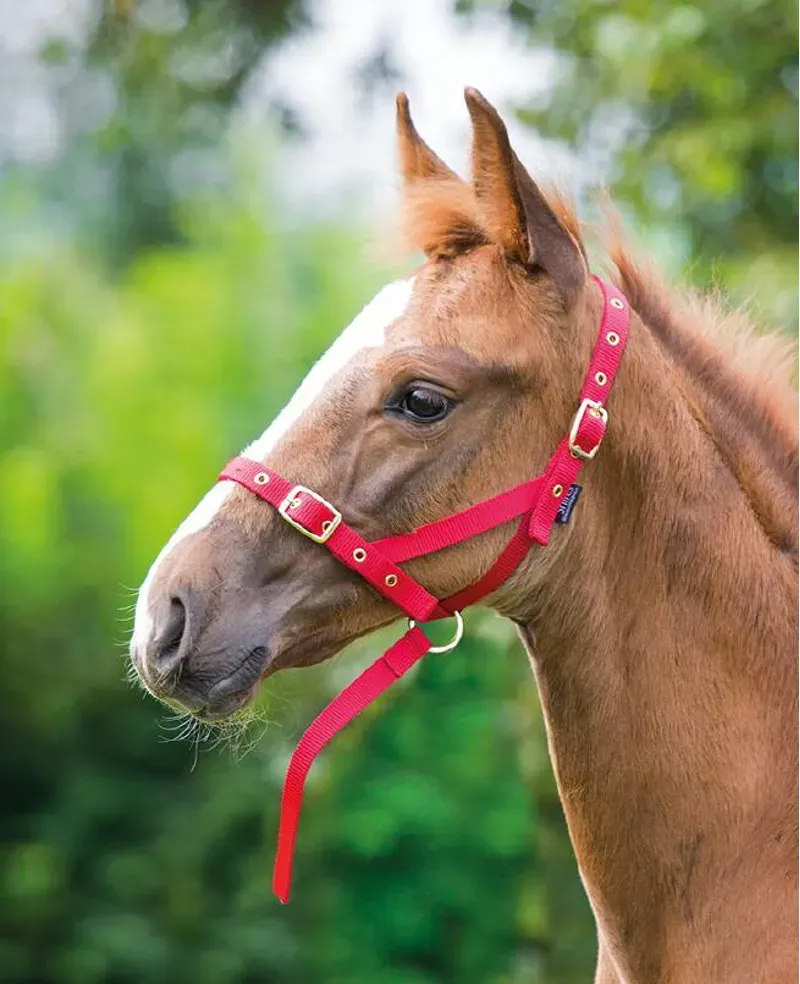 Shires Foal Slip In Red