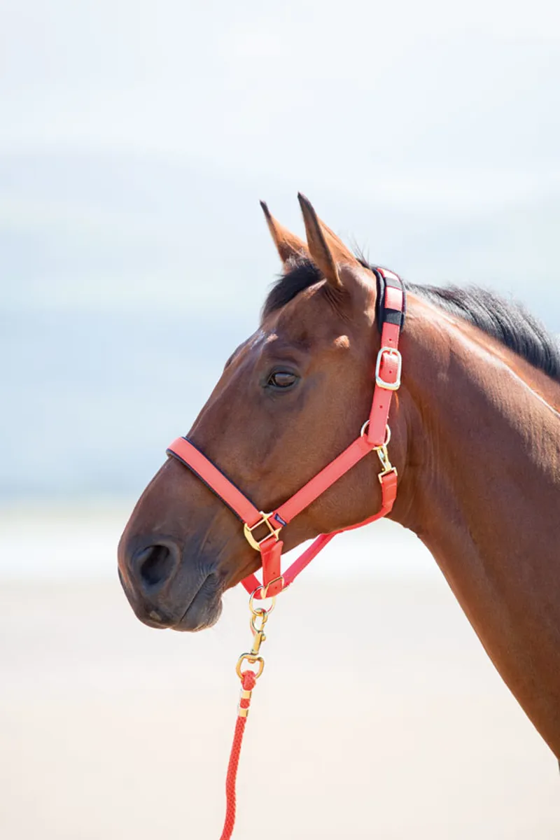 Shires Topaz Cob Nylon Headcollar In Blue