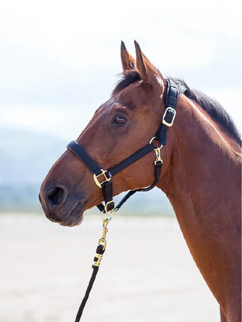 Shires Topaz Full Nylon Headcollar in Black