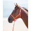 Shires Topaz X Small Nylon Headcollar In Orange