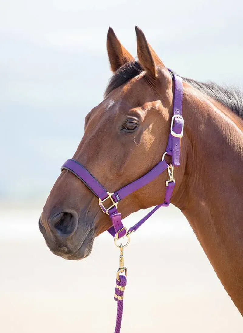 Shires Topaz Full Nylon Headcollar in Purple
