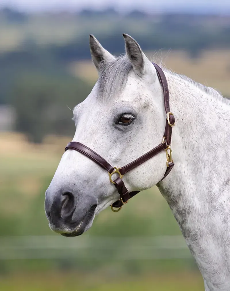 Blenheim Ragley Lined Leather Headcollar in Brown
