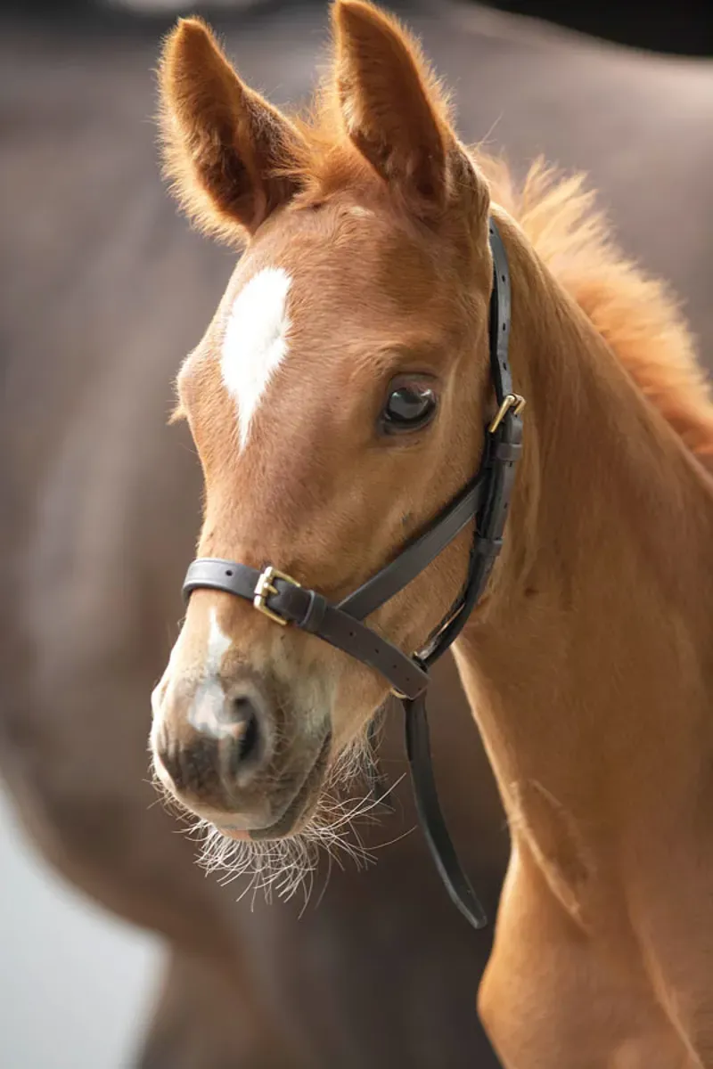 Blenheim Foal Leather Slip in Brown
