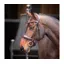 Velociti Lusso Elite Padded Cavesson Bridle in Havana