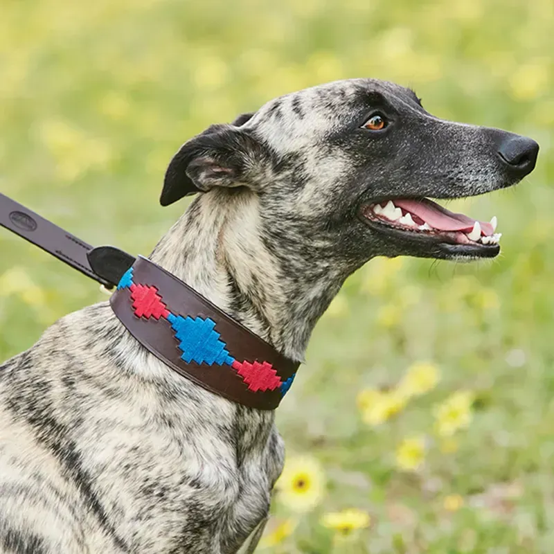 WeatherBeeta Lurcher Polo Leather Dog Collar in Beaufort Brown/Pink/Blue