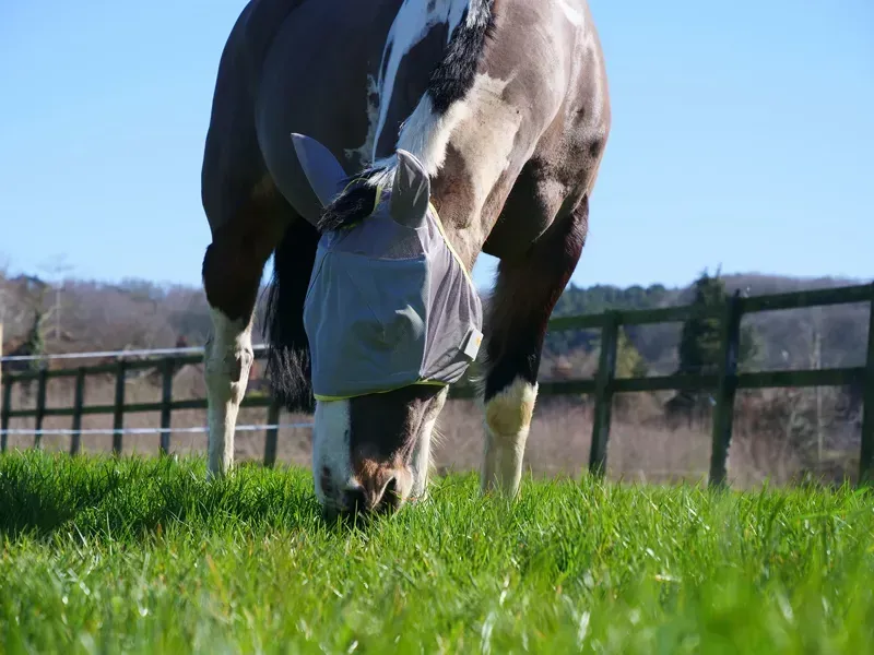 Equilibrium Field Relief Midi Fly Mask With Ears in Grey/Yellow