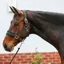 Equilibrium Stellar Style Headcollar in Black