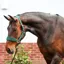 Equilibrium Stellar Style Headcollar in Green
