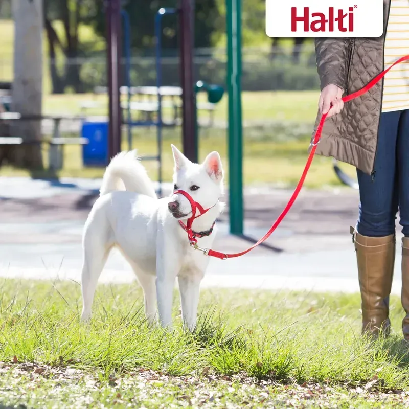 Halti Small Training Lead in Red