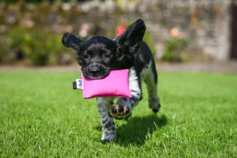 Gundog Training Supplies