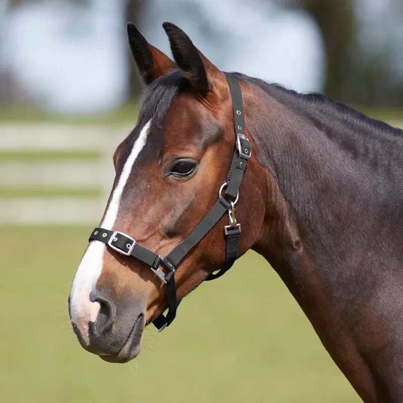 Bitz Everyday Adjustable Headcollar in Black