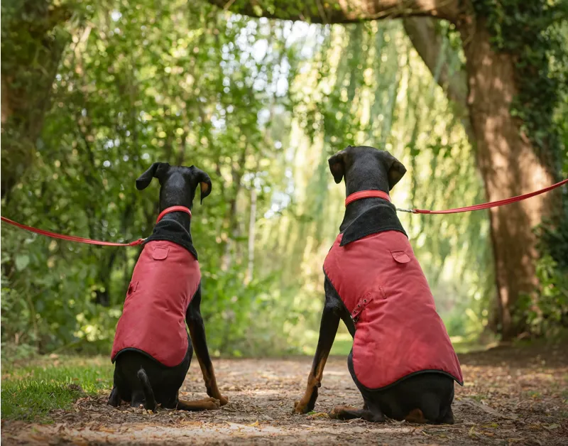 Earthbound Premium Wax Dog Coat Red-2