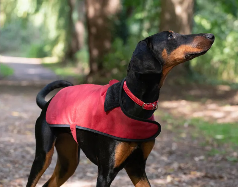 Earthbound Premium Wax Dog Coat Red-3