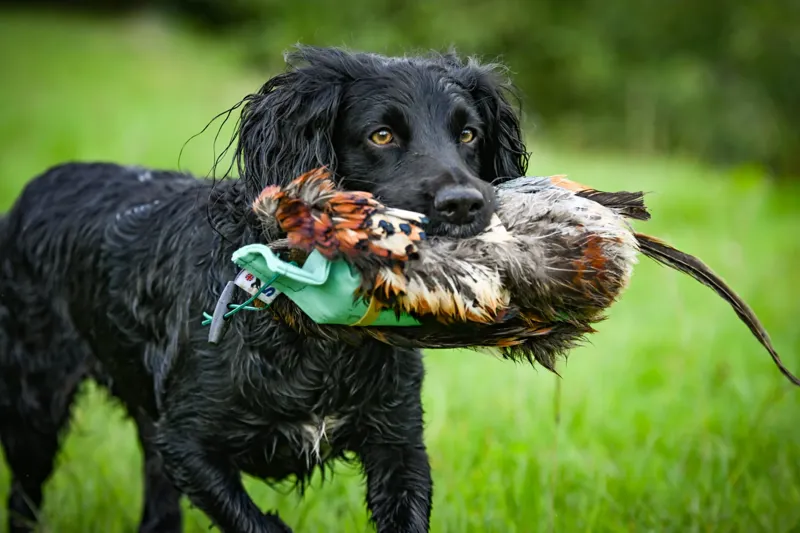 Game Bird Pelt-1