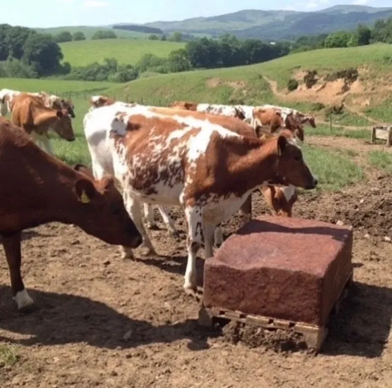 Dk Organic BioLix Cattle Mineral Block 20Kg