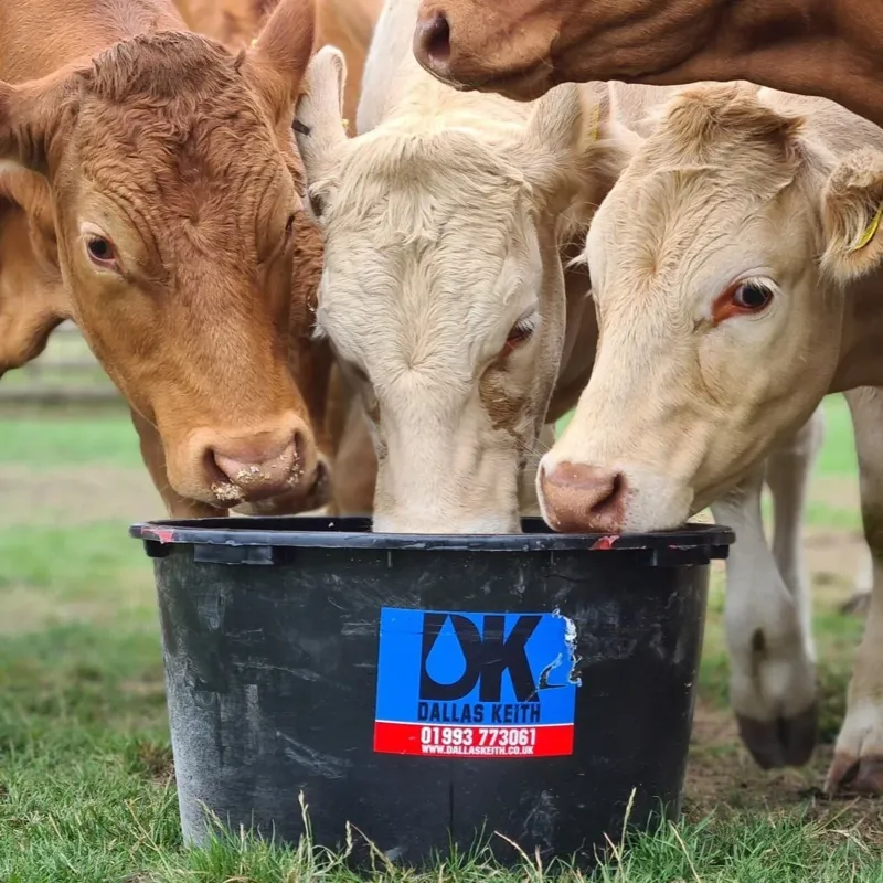 Dallas Keith Biomins Dry Cow Mineral Block