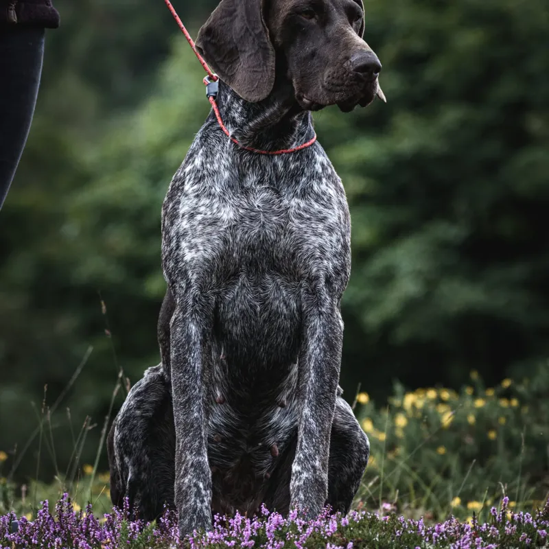 Field Trial Pro Slip Lead-1