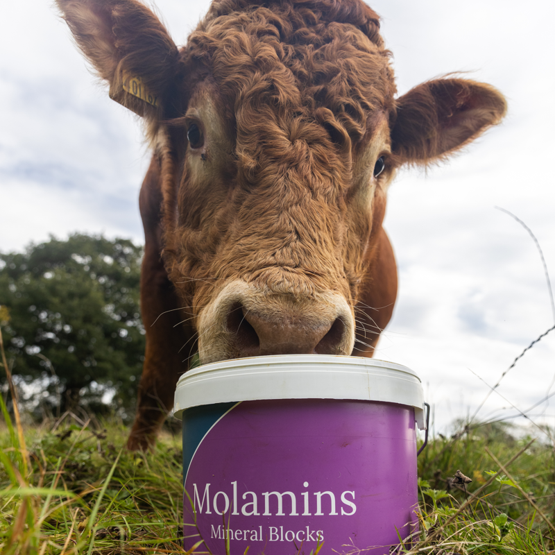 Dk Molamins Cattle Mineral Block 20Kg