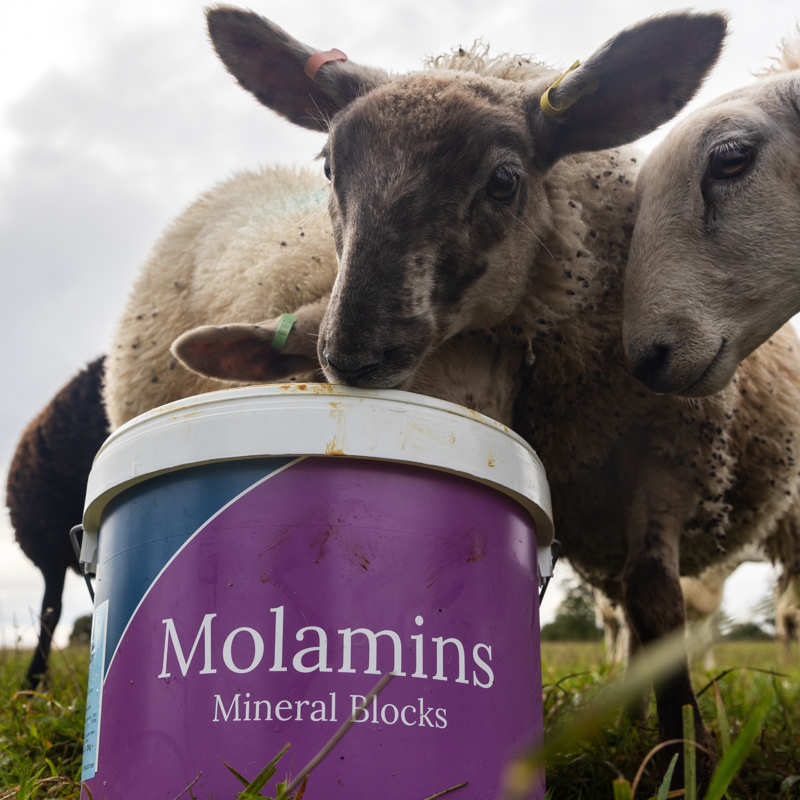 Dk Molamins Sheep Mineral Block 20Kg